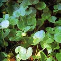 Gotu Kola Extract/Centella asiatica/Triterpenes